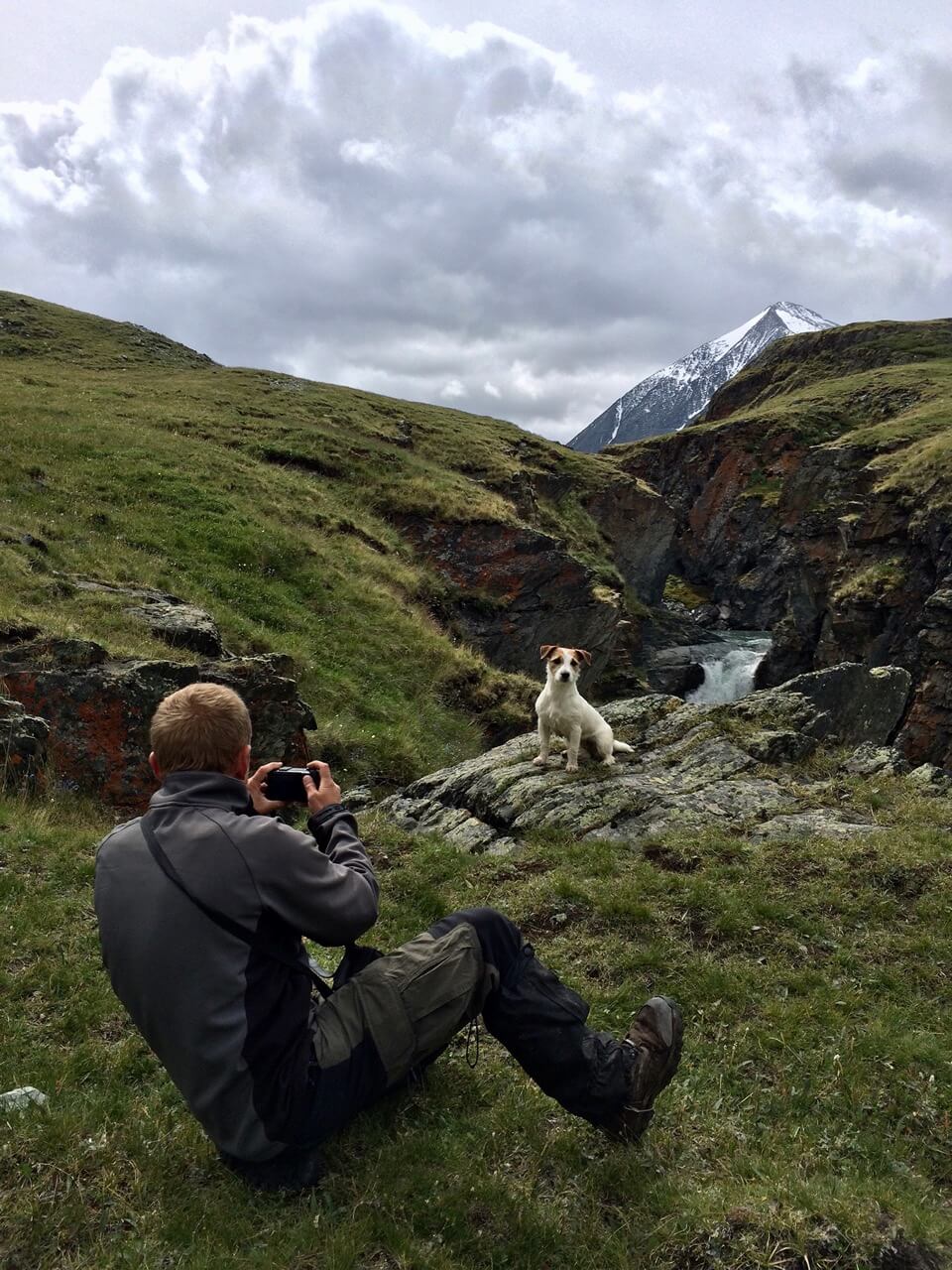 Jack Russell Terrier in Altai