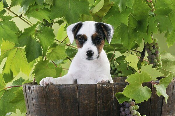 Can a dog be poisoned by grapes?