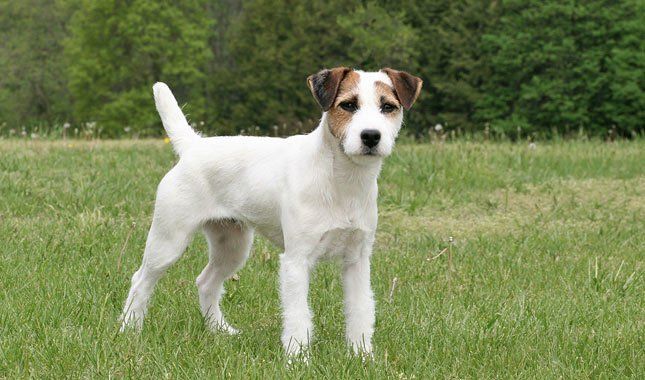 What is the difference between Jack Russell Terrier Parson Russell?