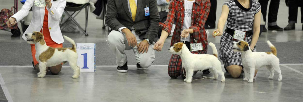 Jack Russell Terrier at the show