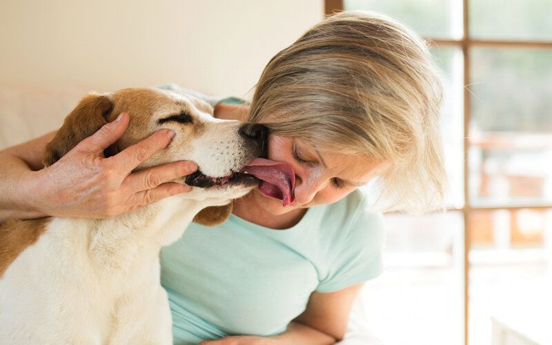Dogs use a range of peace gestures, including licking a human face. 