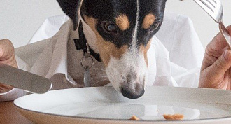 What can and what can not feed a Jack Russell Terrier