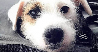 Frequently Asked Questions about the Jack Russell Terrier