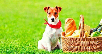 Dangerous products for Jack Russell