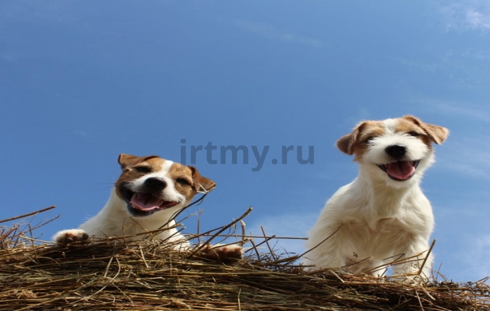 Is the Jack Russell Terrier breed right for you?