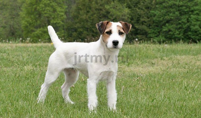 What's the difference between Jack Russell Terrier and Parson Russell?