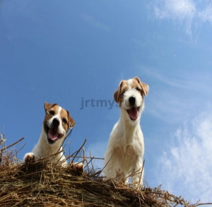 Is the Jack Russell Terrier breed right for you?