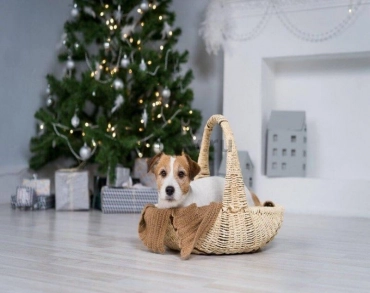 What's the danger of Christmas for dogs?