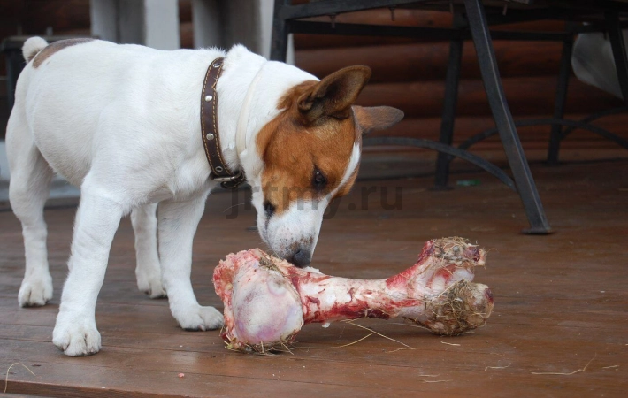 Can I give the dog bones?