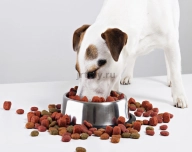 Frequent questions about dog nutrition