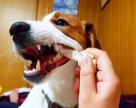 Do I need to brush my teeth Jack Russell Terrier?