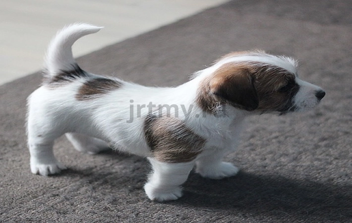 Socialization of the Jack Russell Terrier