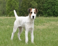 What's the difference between Jack Russell Terrier and Parson Russell?