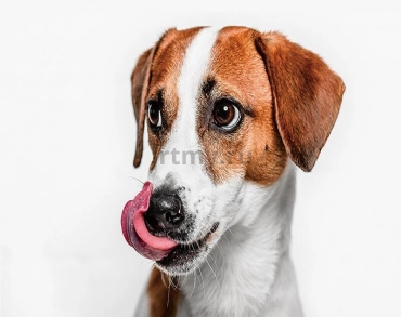 Why do dogs lick when they're scolded?