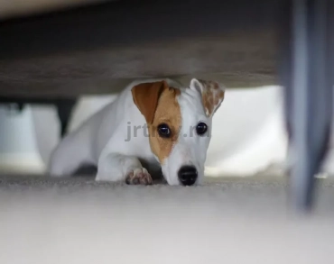 7 ways to help a dog that is scared