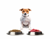Jack Russell Terrier feeding