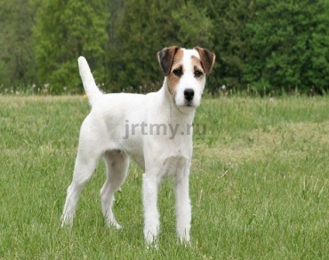 What is the difference between Jack Russell Terrier Parson Russell?